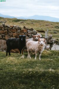 Sheep on grassy terrain