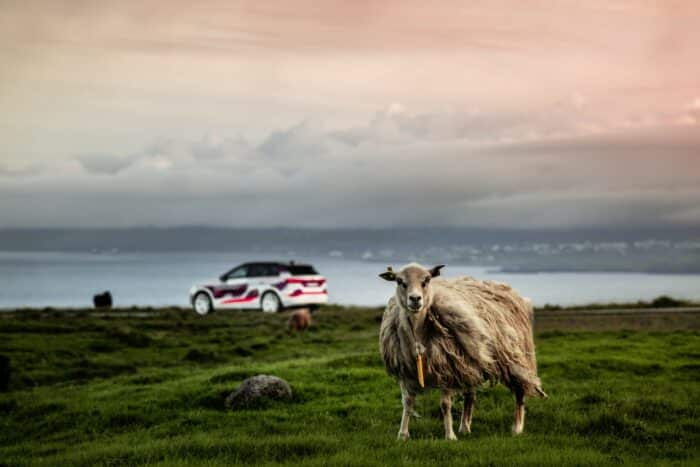 Audi car and sheep in Faroe Islands