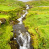 Small stream surrounded by green grass