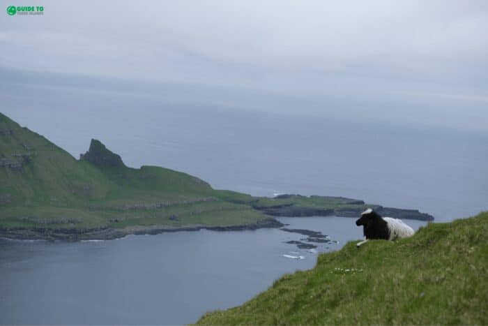 Sheep sitting in grass