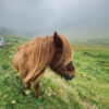 Horse in Faroe Islands