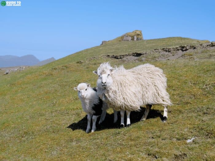 Sheep along hike in Faroe Islands