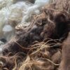 Wool from sheep