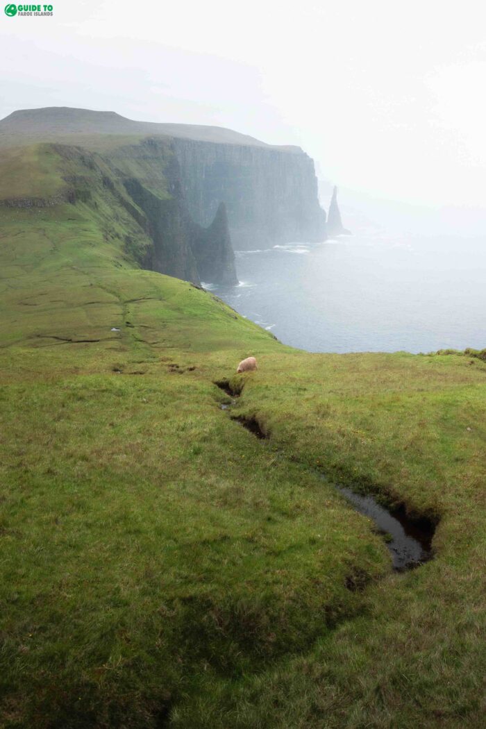 Líraberg Cliff with sheep