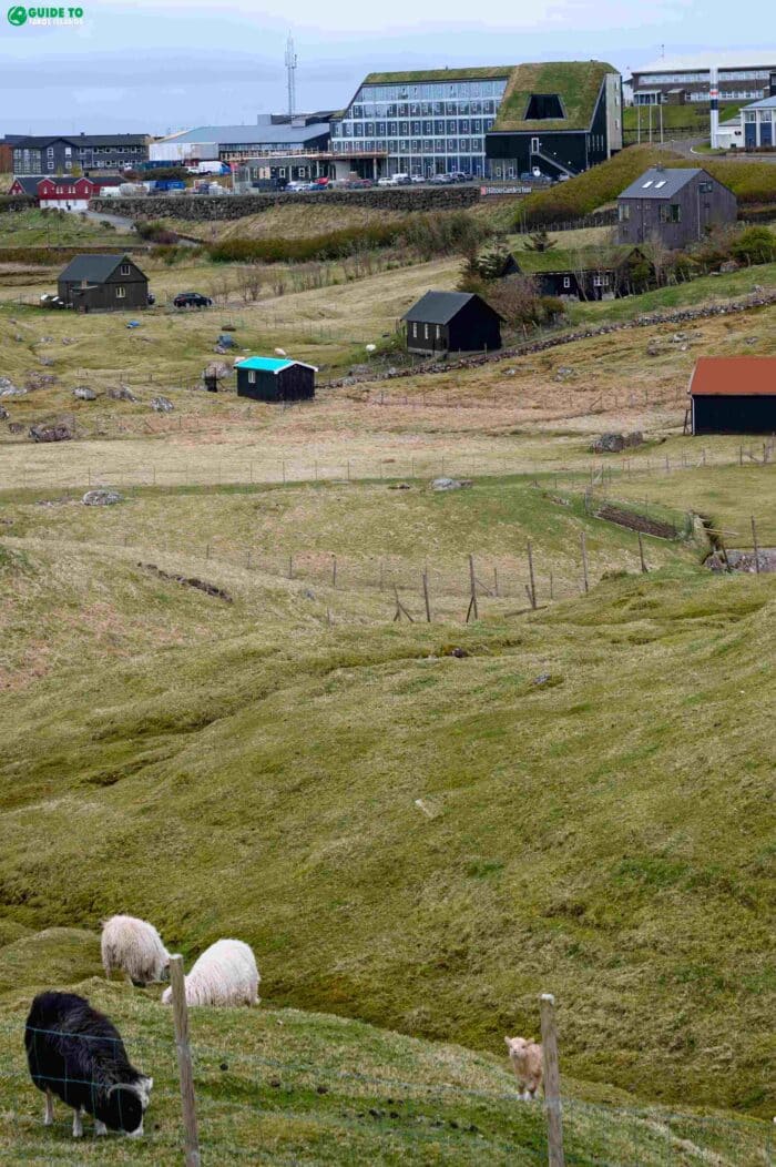 Sheep with hotel in background