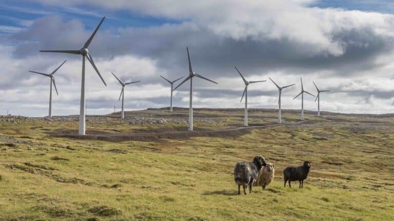 Windmills and sheep in Faroe Islands