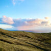Grassy landscpae