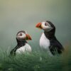 Two puffins