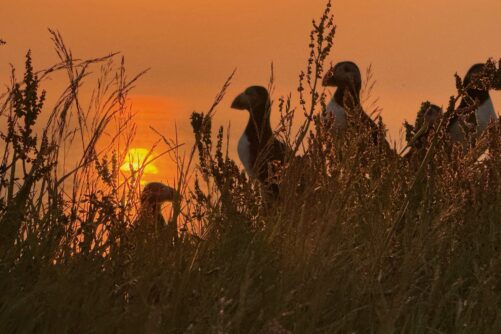 Puffins in orange sunset