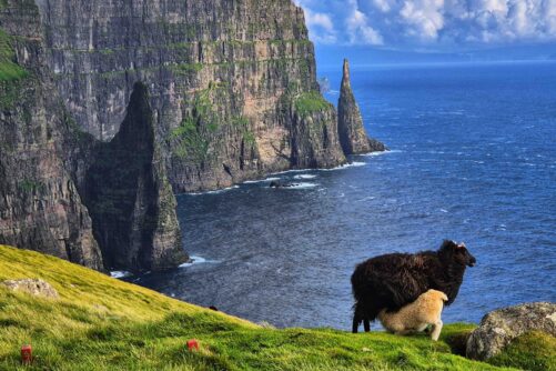 Faroese sheep with lamb grazing on Líraberg Cliff, with the sea stack Oknadalsdrangur visible off Sandoy Island