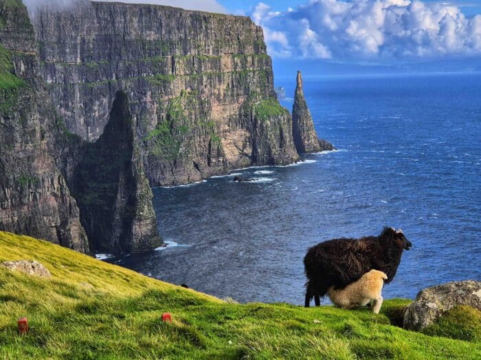 Faroese sheep with lamb grazing on Líraberg Cliff, with the sea stack Oknadalsdrangur visible off Sandoy Island